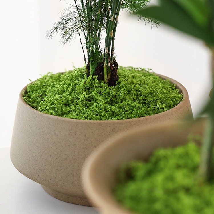 عبوة كبيرة من الطحلب الاصطناعي - مراجعة Sphagnum Moss Dry وسعره